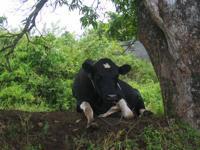 Cook Islands cow
