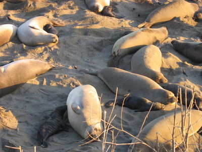 Elephant seals at Piedras Blancas
