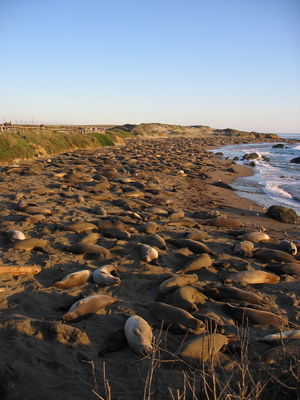 Elephant seal colony at Piedras Blancas
