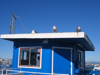 Seagulls at Monterey
