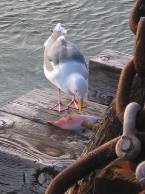 Seagull enjoys a fishy meal
