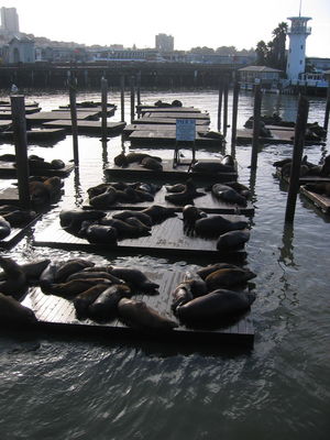 Sea-lions at Pier 39, San Francisco
