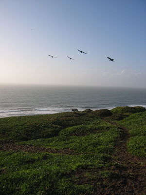 Crows attack a dog at Fort Funston
Fort Funston area is very heavily used by people walking dogs
