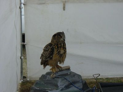 One of several owls at Lambeth Country Show
