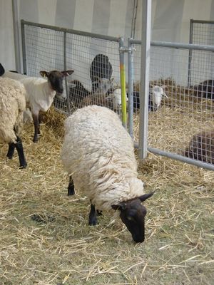 Black-faced sheep in the Family Farm
