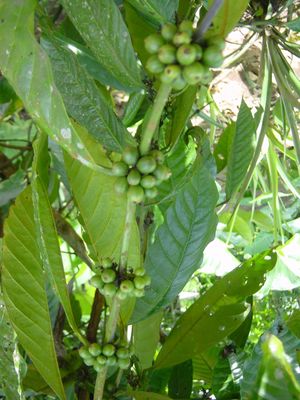 Coffee beans growing
