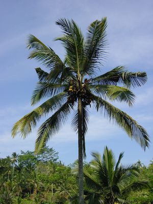 Palm tree
