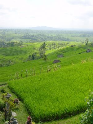 Closer picture of a rice terrace
