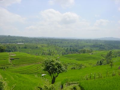 View of Nothern Bali rice terraces and mountains
