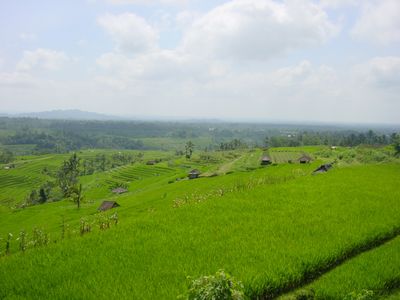View of Nothern Bali rice terraces and mountains
