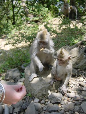 Victoria feeds the monkeys
