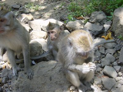 More monkeys
