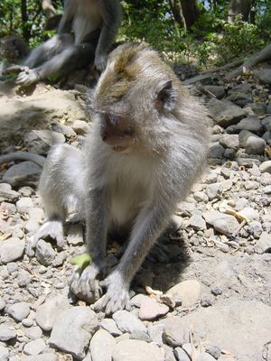 The marble monkey
