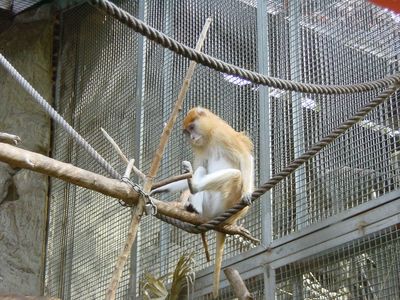 Macaque - Barcelona Zoo
