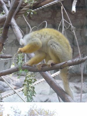Lemur - Barcelona Zoo
