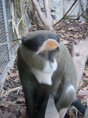 Monkey - Barcelona Zoo
