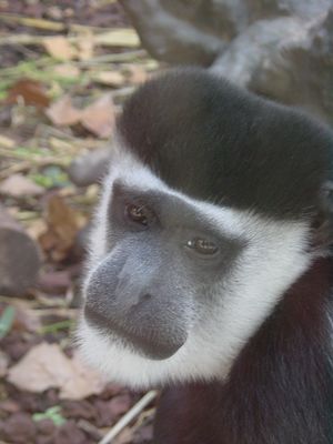 Monkey - Barcelona Zoo
