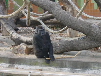 Lone gorilla - Barcelona Zoo
