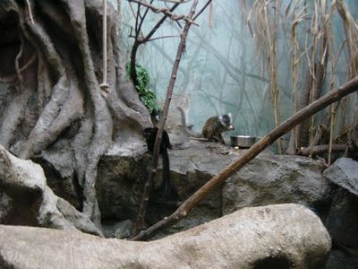More monkeys - Barcelona Zoo
