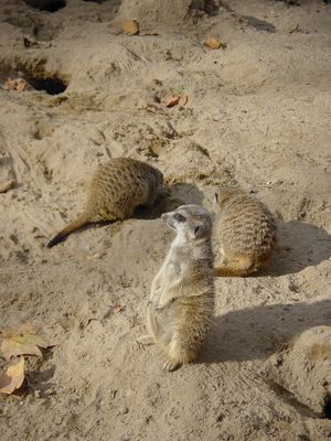 Meerkats - Barcelona Zoo
