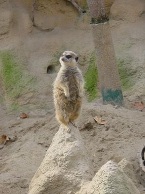 Meerkat - Barcelona Zoo
