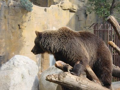 Brown Bear - Barcelona Zoo
