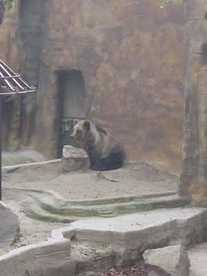 Bear - Barcelona Zoo
