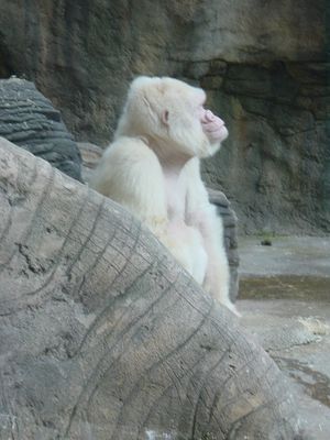 Snowflake - albino gorilla - Barcelona Zoo
