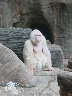 Snowflake - albino gorilla - Barcelona Zoo
