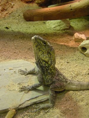 Lizard - Barcelona Zoo
