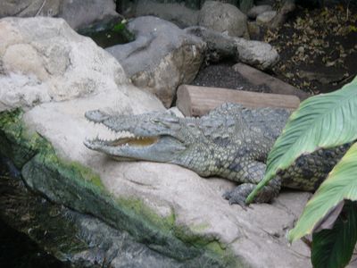 Crocodile - Barcelona Zoo
