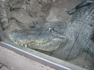 Alligator - Barcelona Zoo
