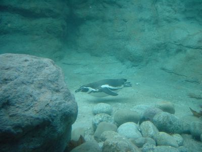 Humbolt Penguin - Barcelona Zoo
