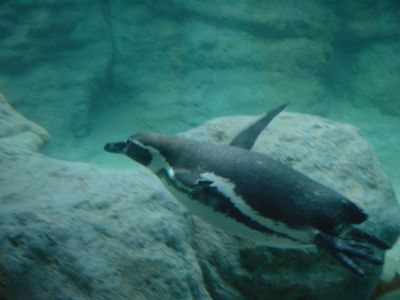 Humbolt Penguin  - Barcelona Zoo
