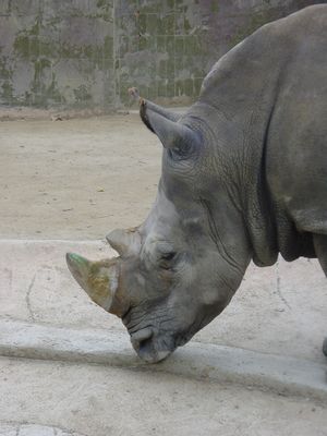 Rhino - Barcelona Zoo
