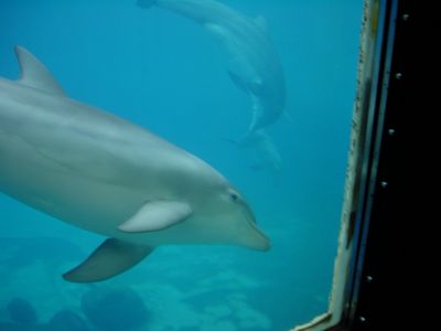 Dophins - Barcelona Zoo
