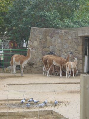Vicunas - Barcelona Zoo
