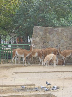 Llamas - Barcelona Zoo
