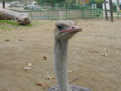Ostrich - Barcelona Zoo

