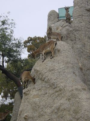 Crazy Mountain Goats - Barcelona Zoo
