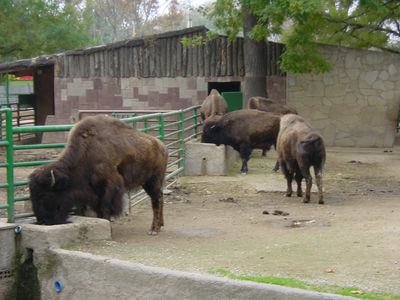 Bison - Barcelona Zoo
