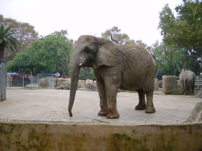 Elephant - Barcelona Zoo
