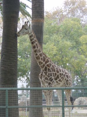 Giraffe - Barcelona Zoo
