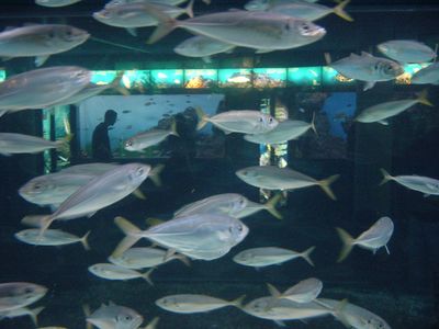 Fish - Barcelona Aquarium
