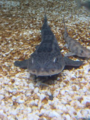 Dogfish-type fish - Barcelona Aquarium
