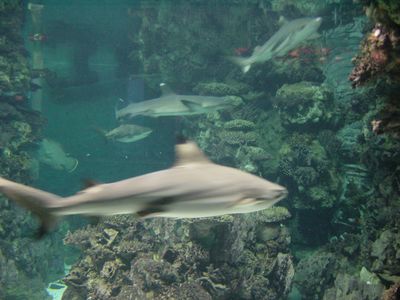 Sharks - Barcelona Aquarium

