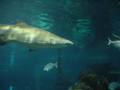 Shark - Barcelona Aquarium
