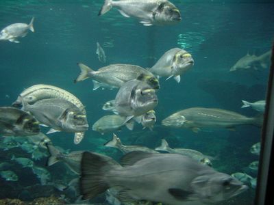 Fish - Barcelona Aquarium
