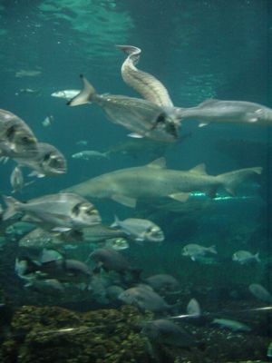 Barcelona Aquarium
