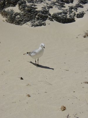 Seagull on beach at Rottnest Island
